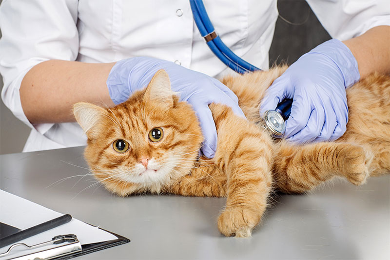 Why We Recommend Lab Work for Medicated Pets