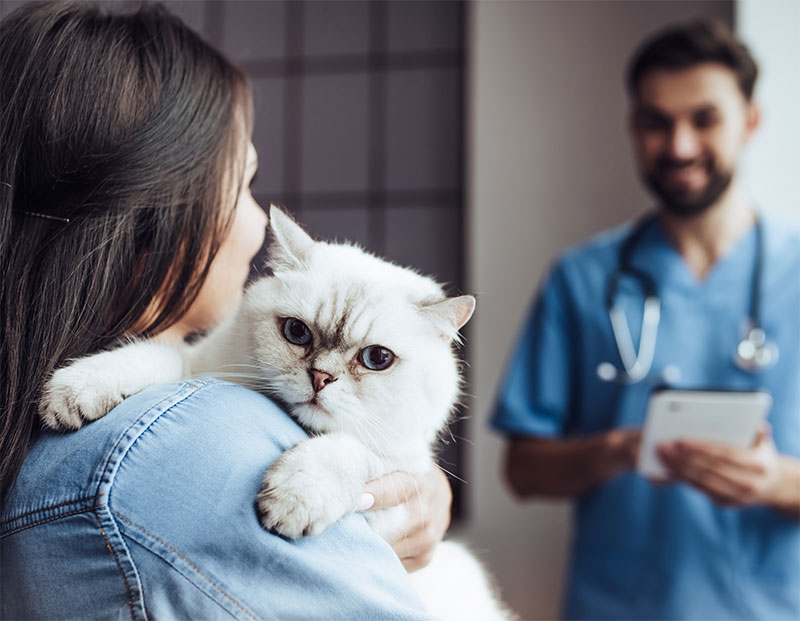 Why We Recommend Lab Work for Medicated Pets