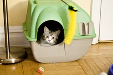 My cat is straining in the box….again!
