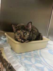 My cat is straining in the box….again!