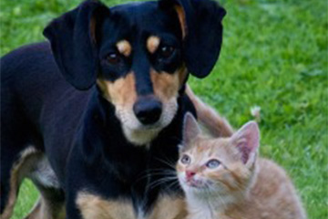 My pets appear healthy…why do they need bloodwork?