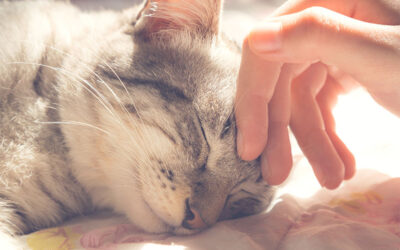 National Pet Health Insurance Month: Insure Your Pet Today!