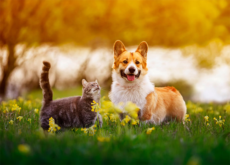 National Pet Health Insurance Month: Insure Your Pet Today!