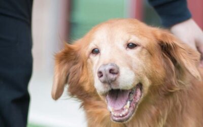 Nurturing Lifelong Bonds: Understanding and Preventing Canine Lymphoma