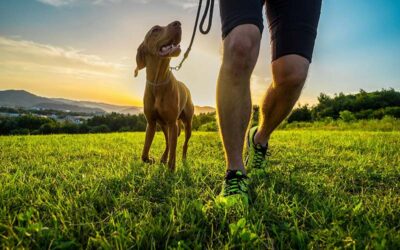 National Spay Day: The Health Benefits Of Spaying Your Pet
