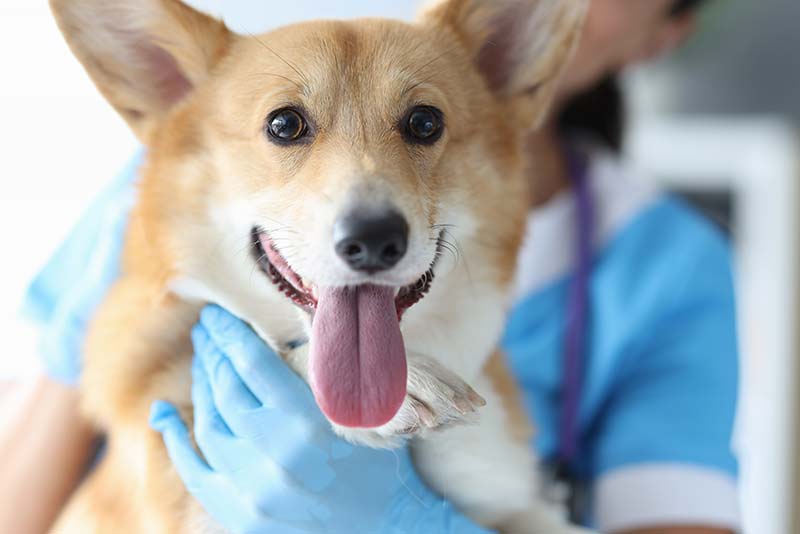 National Spay Day: The Health Benefits Of Spaying Your Pet
