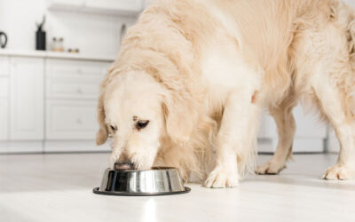 National Wellness Month: Nutrients Your Pets Need to Stay Healthy