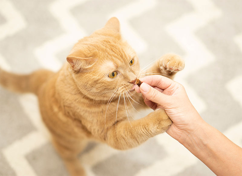 National Wellness Month: Nutrients Your Pet Needs to Stay Healthy