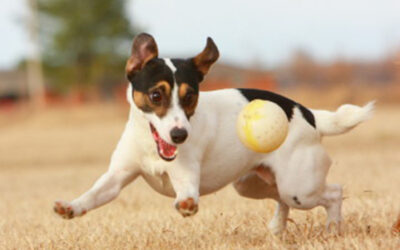 No Bones About It: Bones Are Unsafe for Your Dog