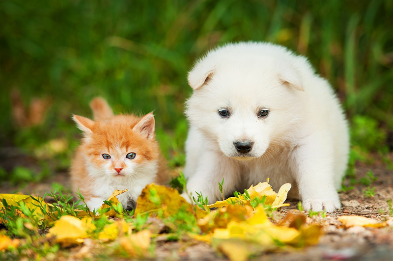 13 Common Pet Emergencies That Need Immediate Attention