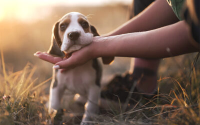 Pet Dehydration – Signs & Symptoms: A Vital Concern for Pet Owners in Tucson