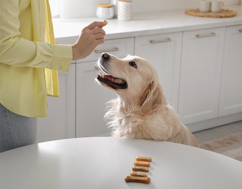 Pet Dehydration - Signs & Symptoms: A Vital Concern for Pet Owners in Tucson