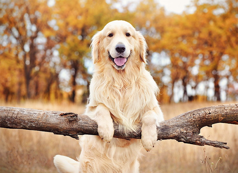 Pet Dehydration - Signs & Symptoms: A Vital Concern for Pet Owners in Tucson