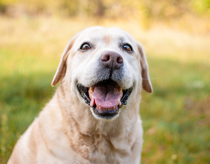 Pet Dehydration - Signs & Symptoms: A Vital Concern for Pet Owners in Tucson