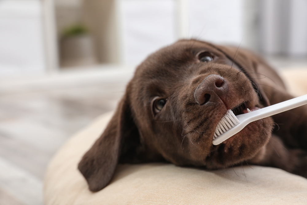 My Pet Has Bad Breath—Is It Normal or a Sign of Something Serious?