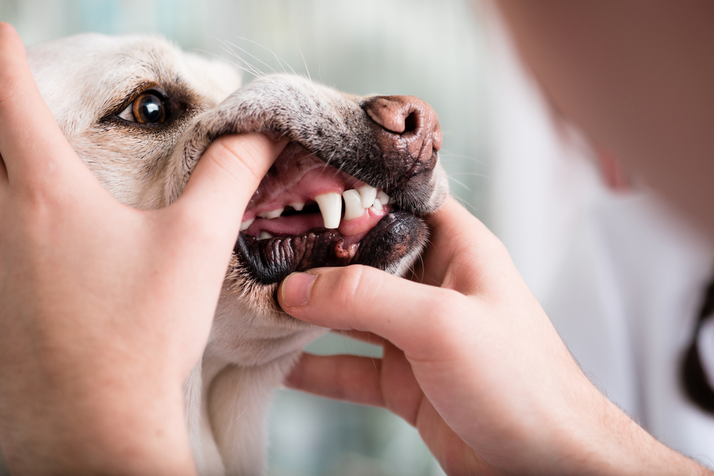 My Pet Has Bad Breath—Is It Normal or a Sign of Something Serious?