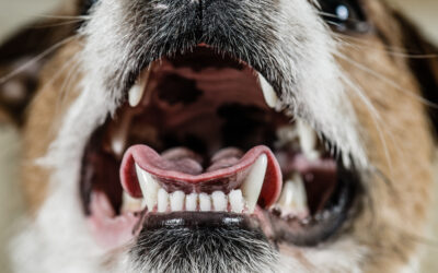 My Pet Has Bad Breath—Is It Normal or a Sign of Something Serious?