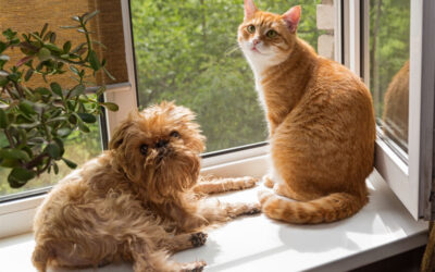 Why Does My Senior Pet Need Two Exams Each Year?
