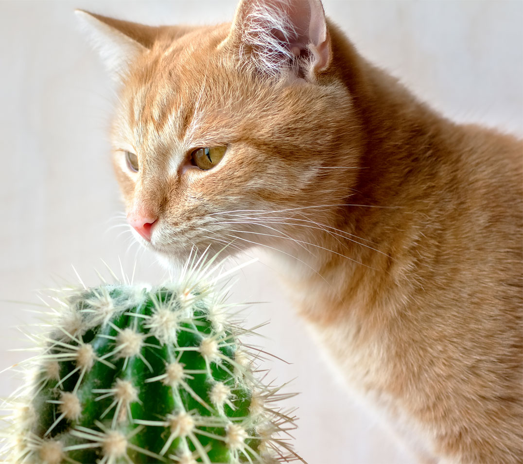 Beware of These Common Household Items and Plants