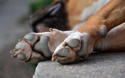 Pet Skin and Paw Care Tips for Winter in the Desert