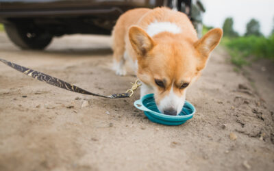 Why Is My Pet Drinking So Much Water? Signs of Illness vs. Summer Thirst