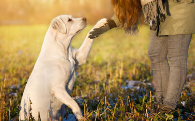 Protecting Your Dog from Heartworm Disease: Tips, Treatment, and Prevention