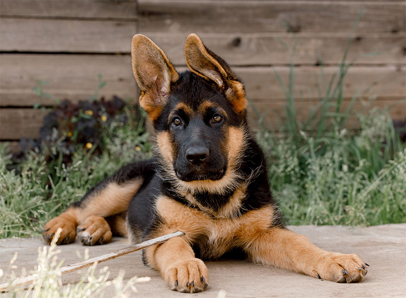 Protecting Your Dog from Heartworm Disease: Tips, Treatment, and Prevention