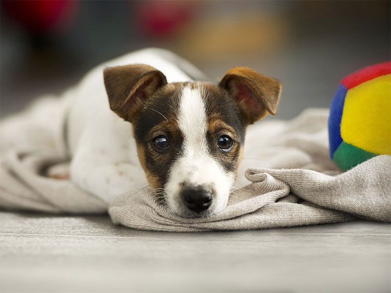 Arthritis in My Aging Pet: Caring for Our Beloved Fur Children