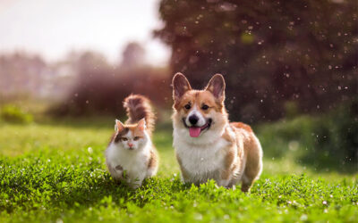 Protecting Your Pets: National Poison Prevention Week and Common Household Toxins
