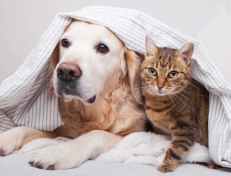 Protecting Your Pets: National Poison Prevention Week and Common Household Toxins