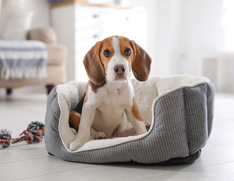 Protecting Your Pets: National Poison Prevention Week and Common Household Toxins