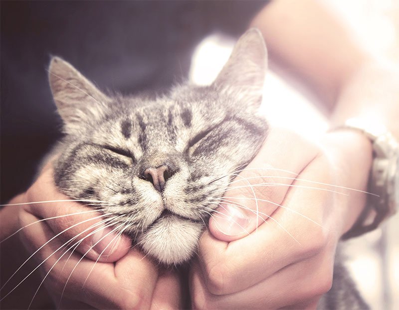 Protecting Your Pets: National Poison Prevention Week and Common Household Toxins