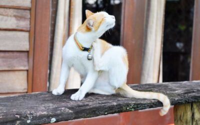 Fleas Aren’t Just a Summer Problem – Why All Pets Needs Year-Round Parasite Protection