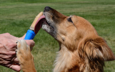 National Spoil Your Dog Day: 10 Ways to Pamper Your Pooch