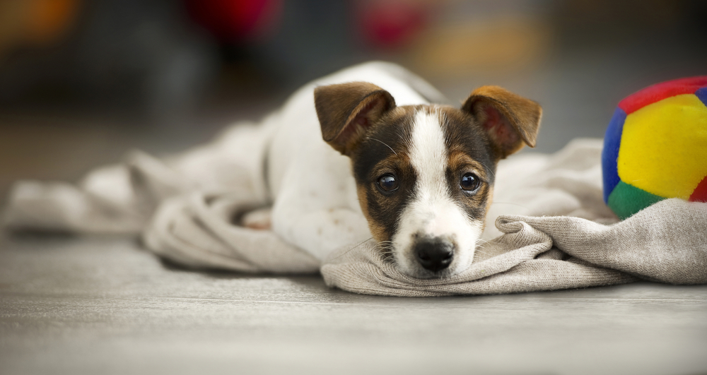 Understanding Pet Birth Defects and How your Vet Can Help
