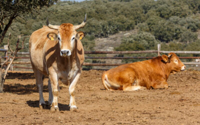 All About Dehorning: Ensuring the Well-being of Your Cattle