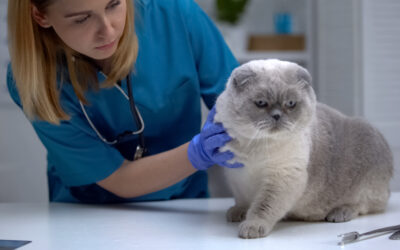 Understanding Pet Birth Defects and How your Vet Can Help