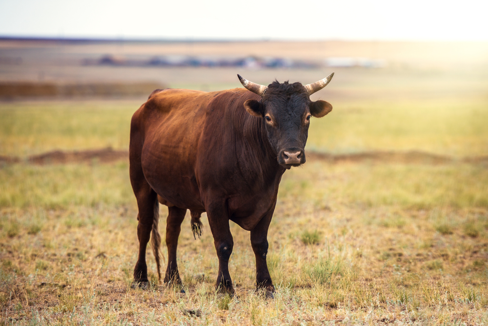 All About Dehorning: Ensuring the Well-being of Your Cattle