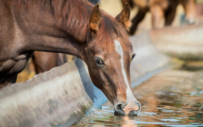 Ensuring Your Horse’s Hydration: Signs, Prevention, and First Aid