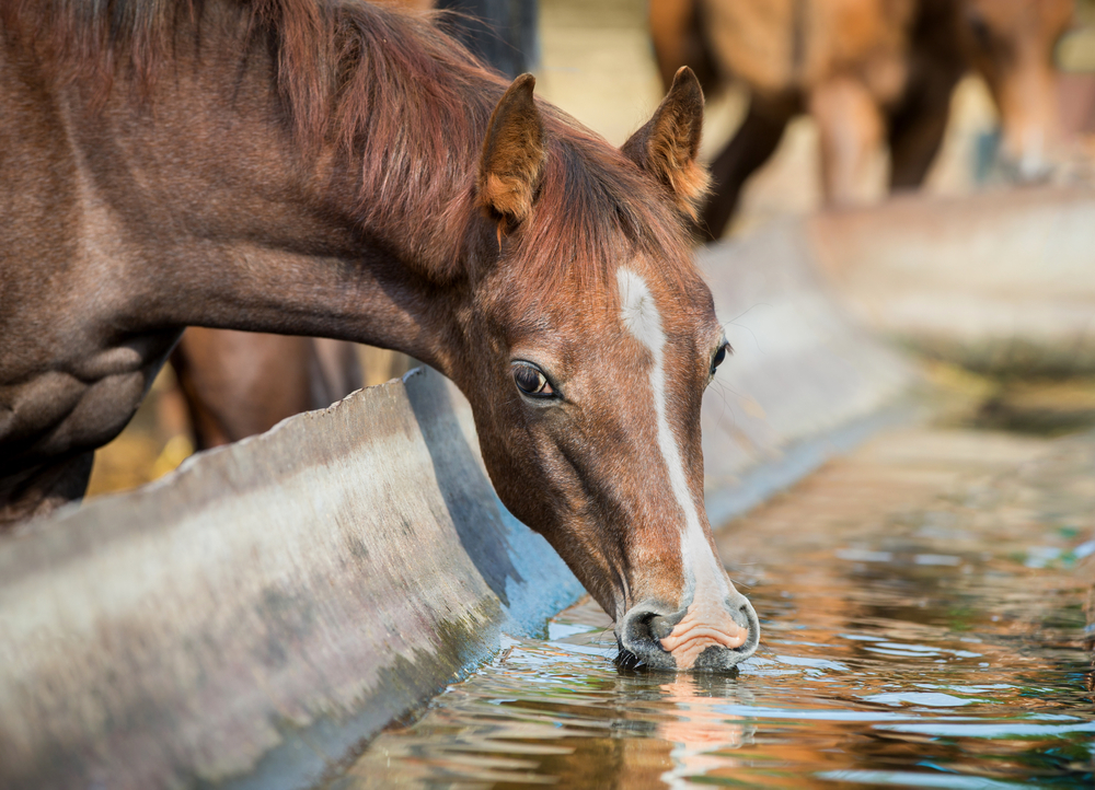 Managing and Preventing Equine Parasites in Arizona
