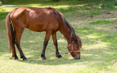 Managing and Preventing Equine Parasites in Arizona