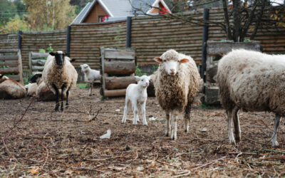 It’s National Hoof Care Week! 5 Hoof Care Tips