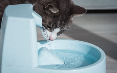 Summer in Tucson: Recognizing Signs of Dehydration in Your Pets