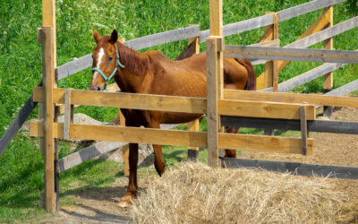 Nourishing Equine Wellness: A Guide to Feeding the Underweight Horse