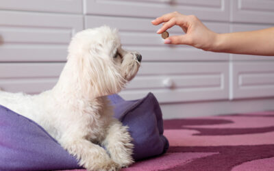 Healing Paws: Exploring Common Therapies for Pet Injuries