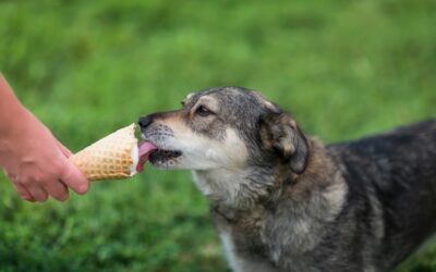 Cool and Hydrated: Summer Dog Treats to Keep Your Pets Happy and Healthy