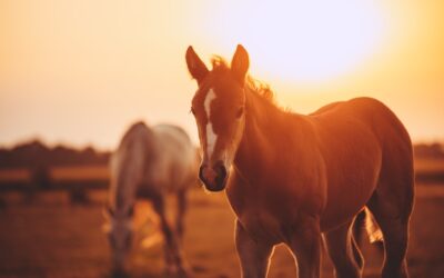 Nurturing Equine Companions: Tackling Common Behavioral Issues in Horses