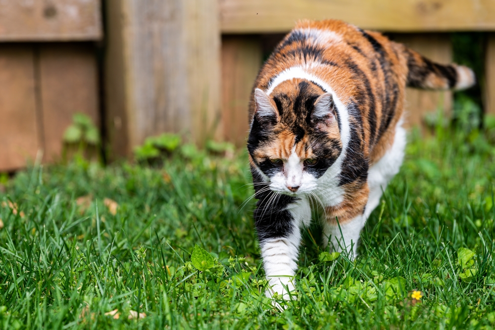 Arthritis in My Aging Pet: Caring for Our Beloved Fur Children