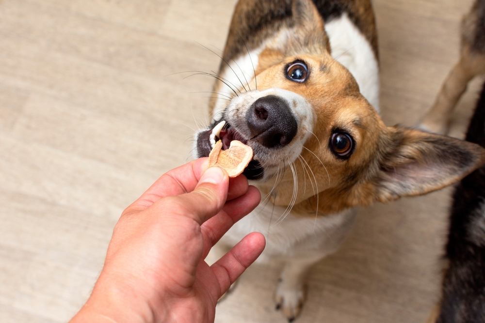 Cool and Hydrated: Summer Dog Treats to Keep Your Pets Happy and Healthy