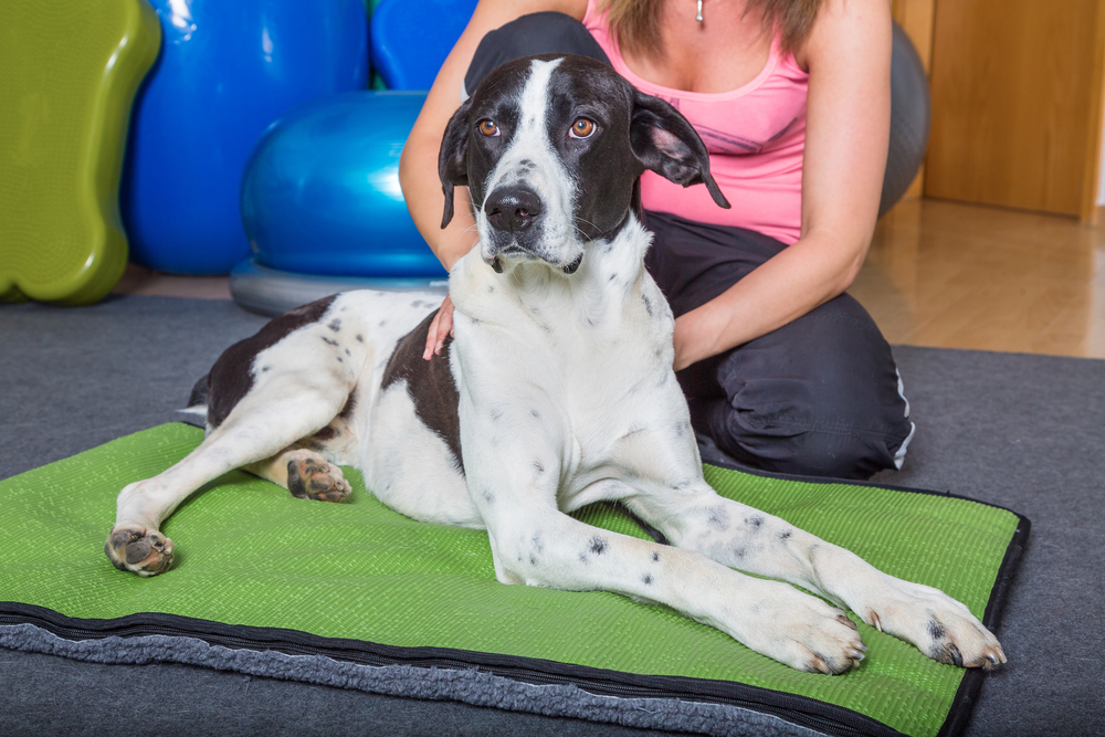 Healing Paws: Exploring Common Therapies for Pet Injuries